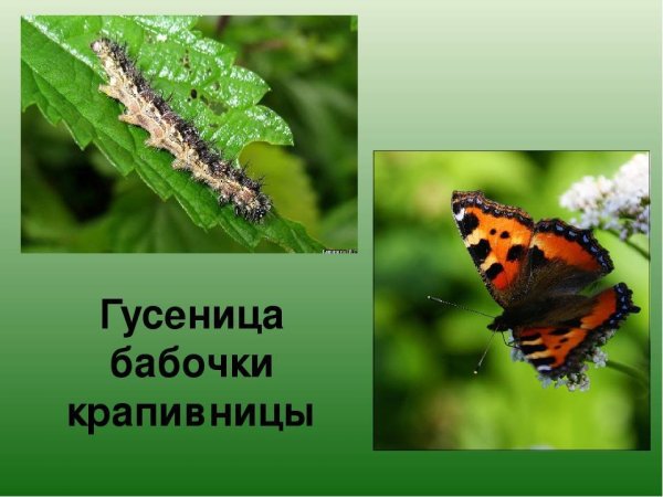 Жизненный цикл бабочки крапивницы