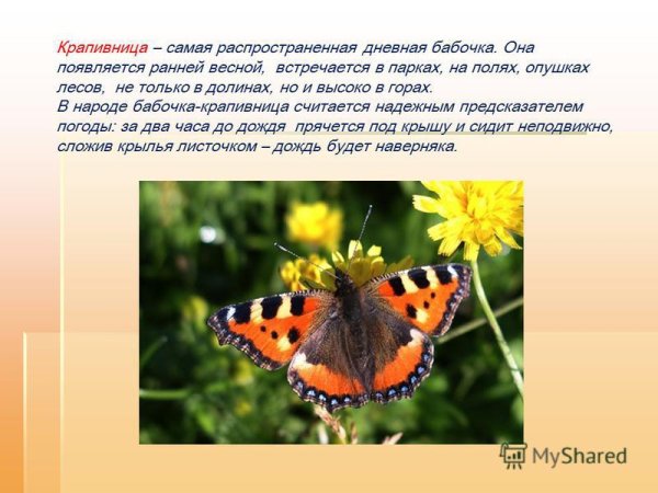 Бабочка крапивница описание