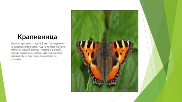 Бабочка крапивница описание