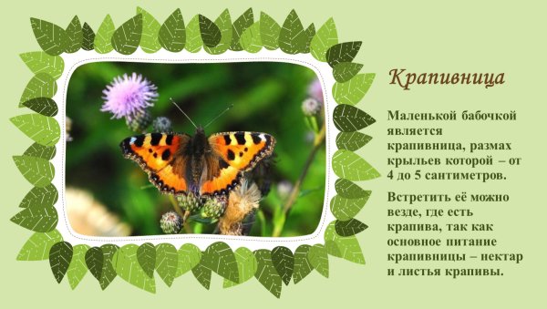 Строение крыльев бабочки крапивницы