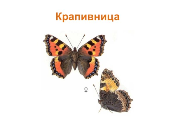 Бабочка крапивница пол