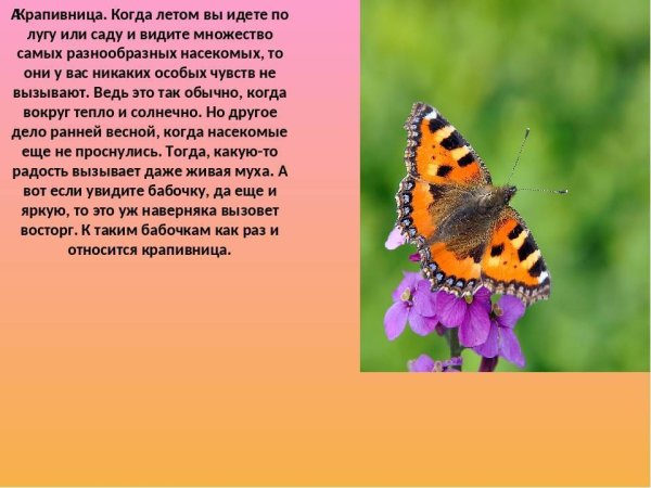 Бабочка крапивница описание