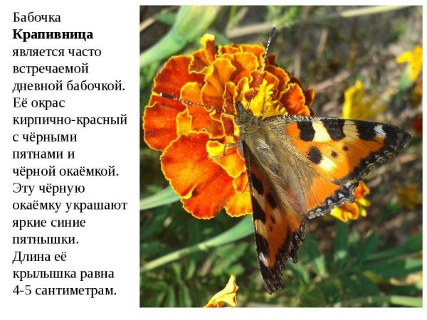 Бабочка Шоколадница отряд