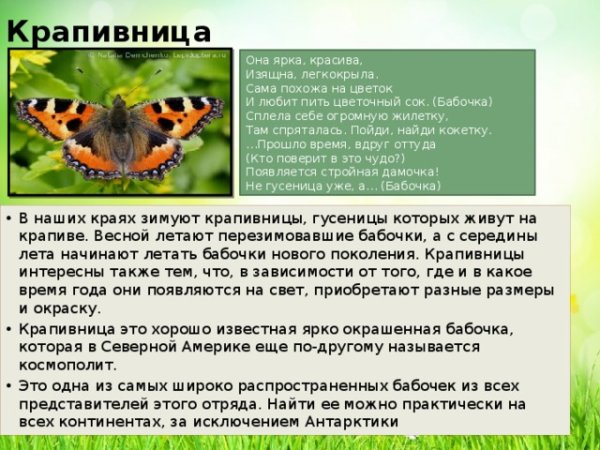 Бабочка крапивница описание для детей 2 класса