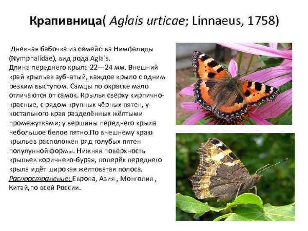 Сведения о бабочке крапивнице