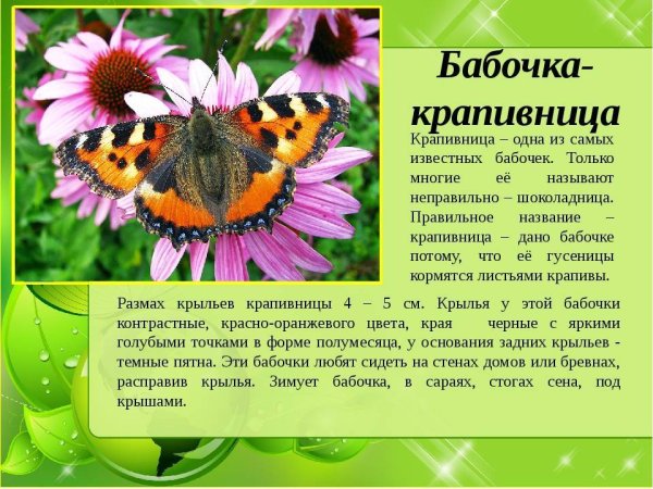 Бабочка описание для детей
