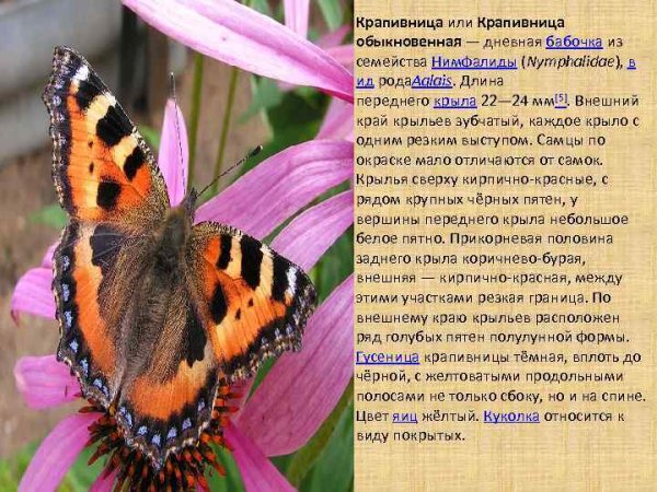 Дневная бабочка крапивница