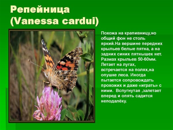 Бабочка репейница описание