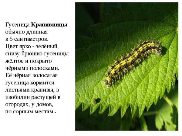 Бабочка крапивница и ее гусеница