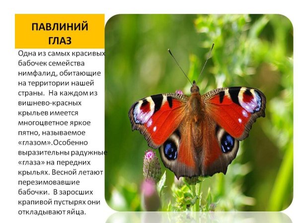 Сообщение о бабочке дневной павлиний глаз