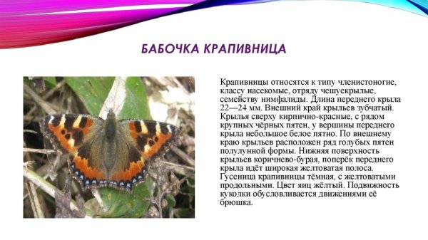 Бабочка крапивница отряд насекомых