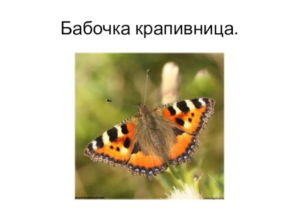 Крапивница бабочка окружающий мир
