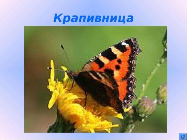 Бабочка крапивница проект