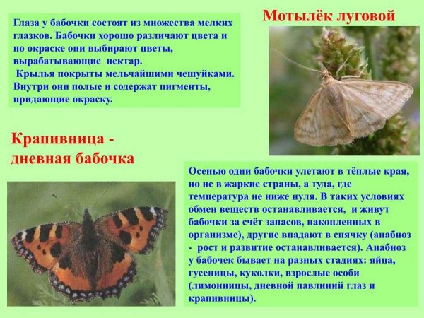 Бабочка крапивница описание