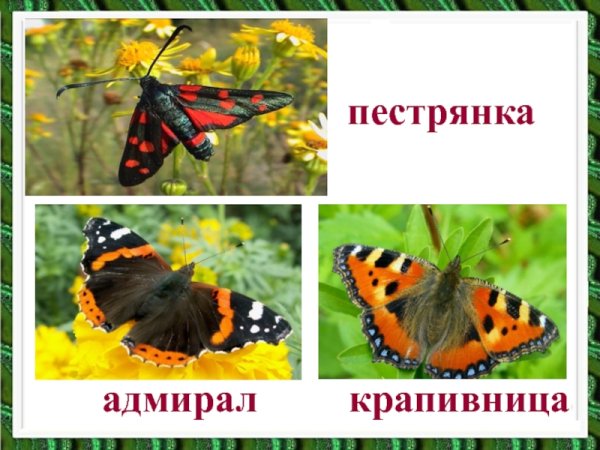 Адмирал лимонница крапивница