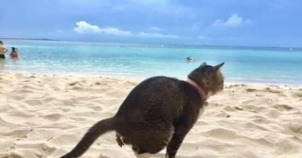 Недовольный кот на пляже