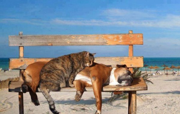 Смешные животные на пляже