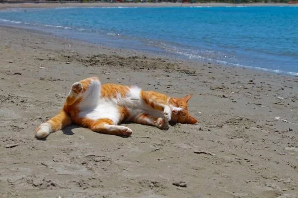 Кот на пляже