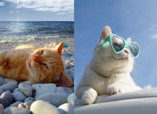 Котик отдыхает