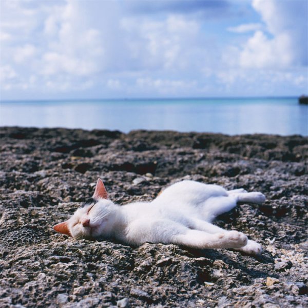 Котенок на море