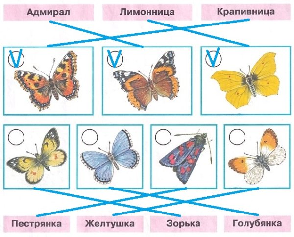 Атлас определитель бабочка Адмирал , лимонница, крапивница