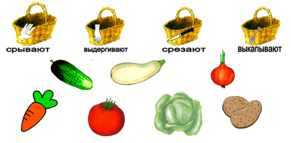 Занятие для детей овощи и фрукты