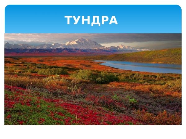 Природные зоны России зона тундры