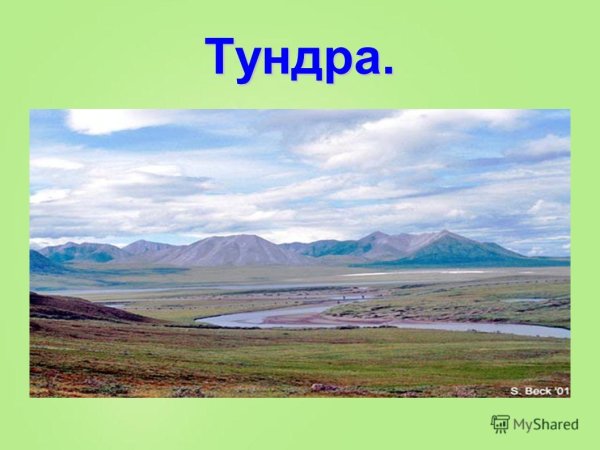 Картинки по теме тундра