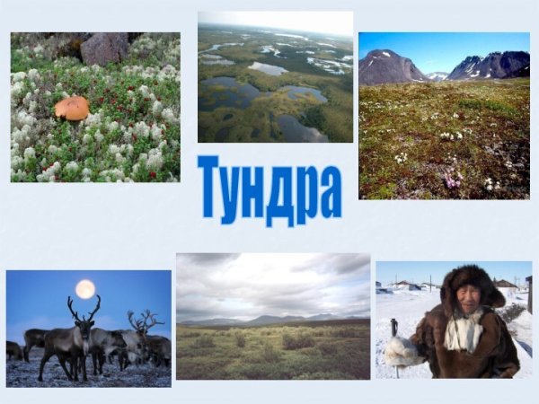 Проект природные зоны России тундра 4 класс