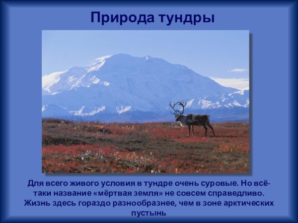 Природные зоны России тундра