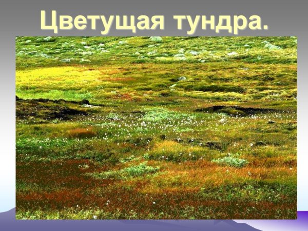 Растительный мир тундры