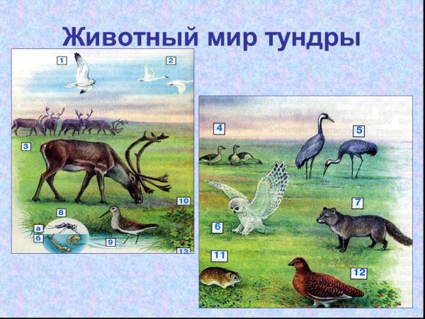 Тундра природная зона 4 класс животные