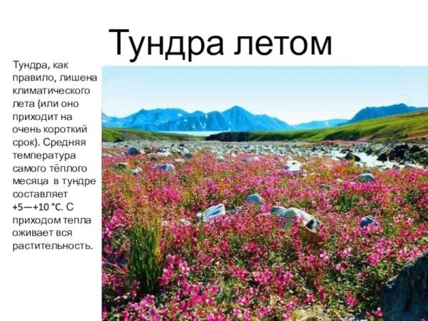 Тундра России презентация