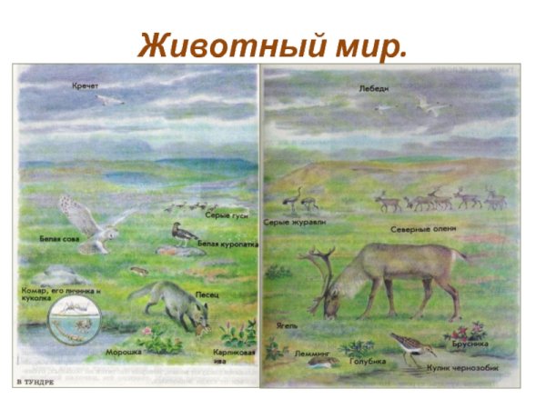 Задание по окружающему миру тундра