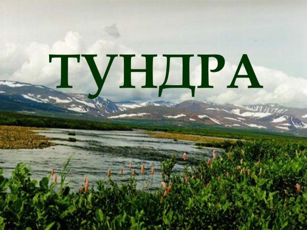 Тундра природная зона 4 класс