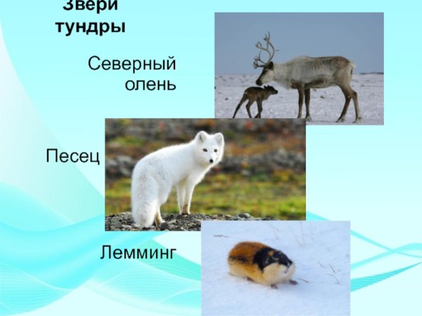 Песец и олень
