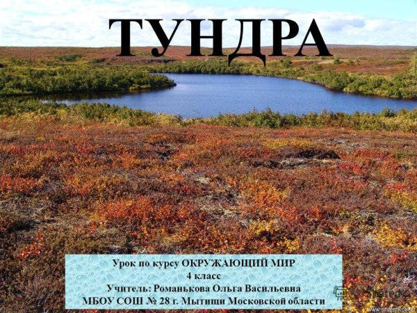 Тундра окружающий мир
