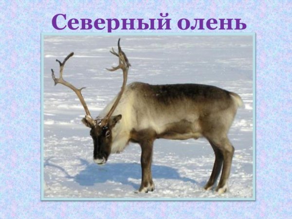 Обитатели тундры