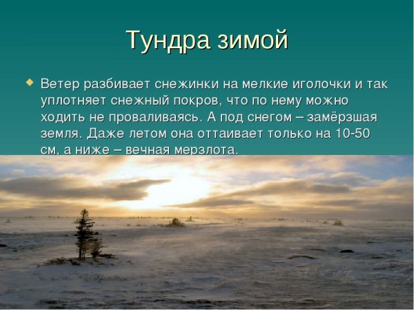 Тундра презентация