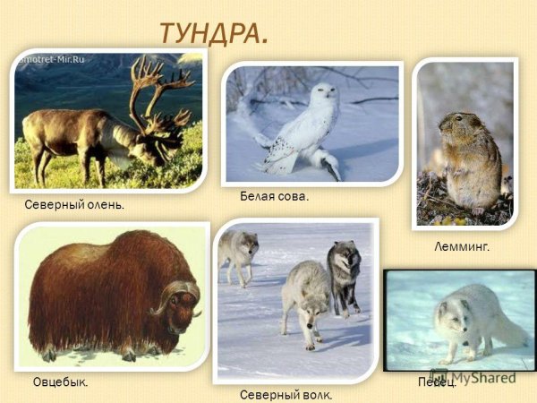 Лемминг и овцебык