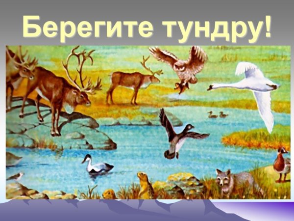 Плакат на тему тундра