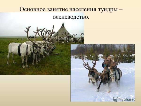 Основное занятие населения тундры