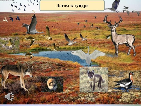 Флора и фауна тундры