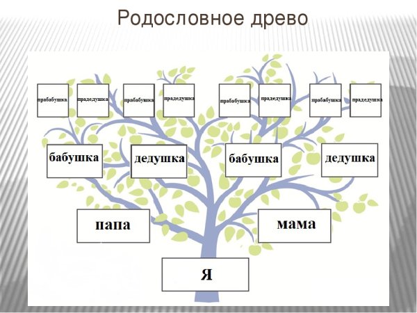 Как составить генеалогическое древо семьи: шаблоны и инструкции