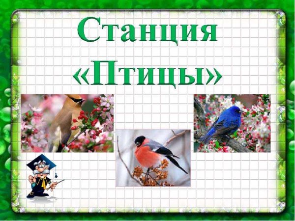 Станция птицы