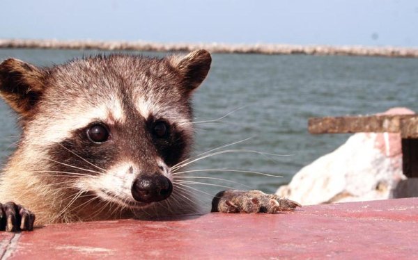 Енот на пляже