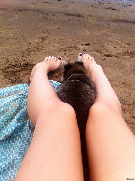 Енот на пляже