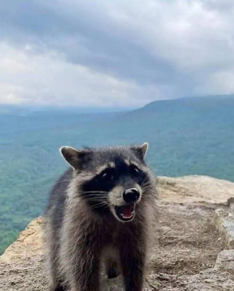 Енот отдыхает