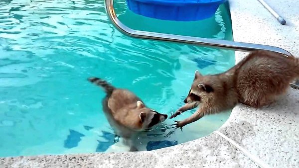 Енот плавает