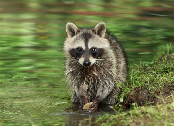 Водяной енот
